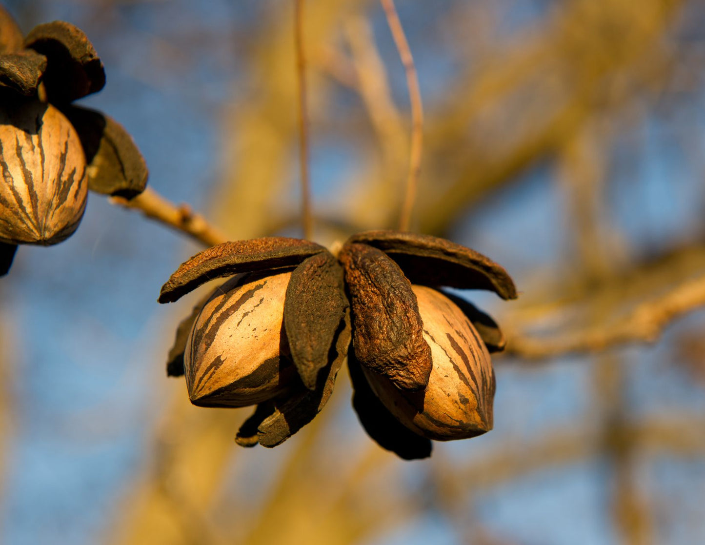 Pecans: “Nutrition in a Nutshell”