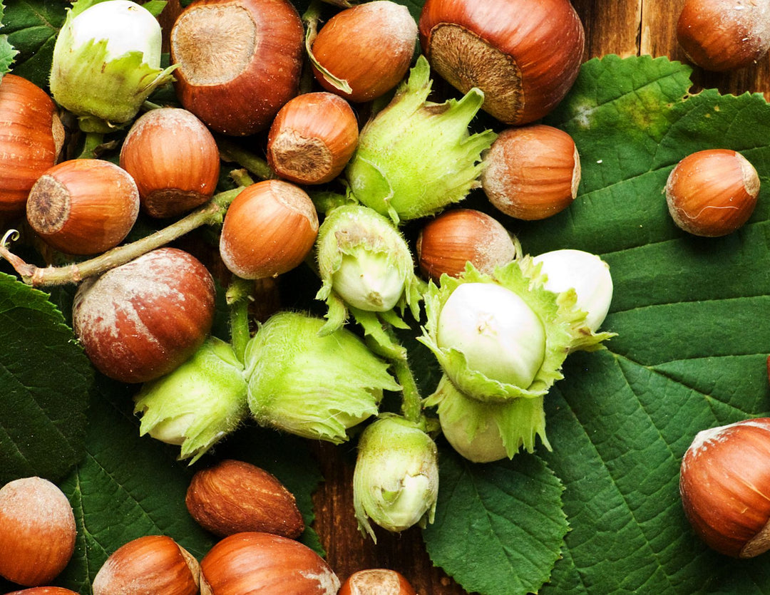 The Nutritious, Delicious, and Enduring Hazelnut
