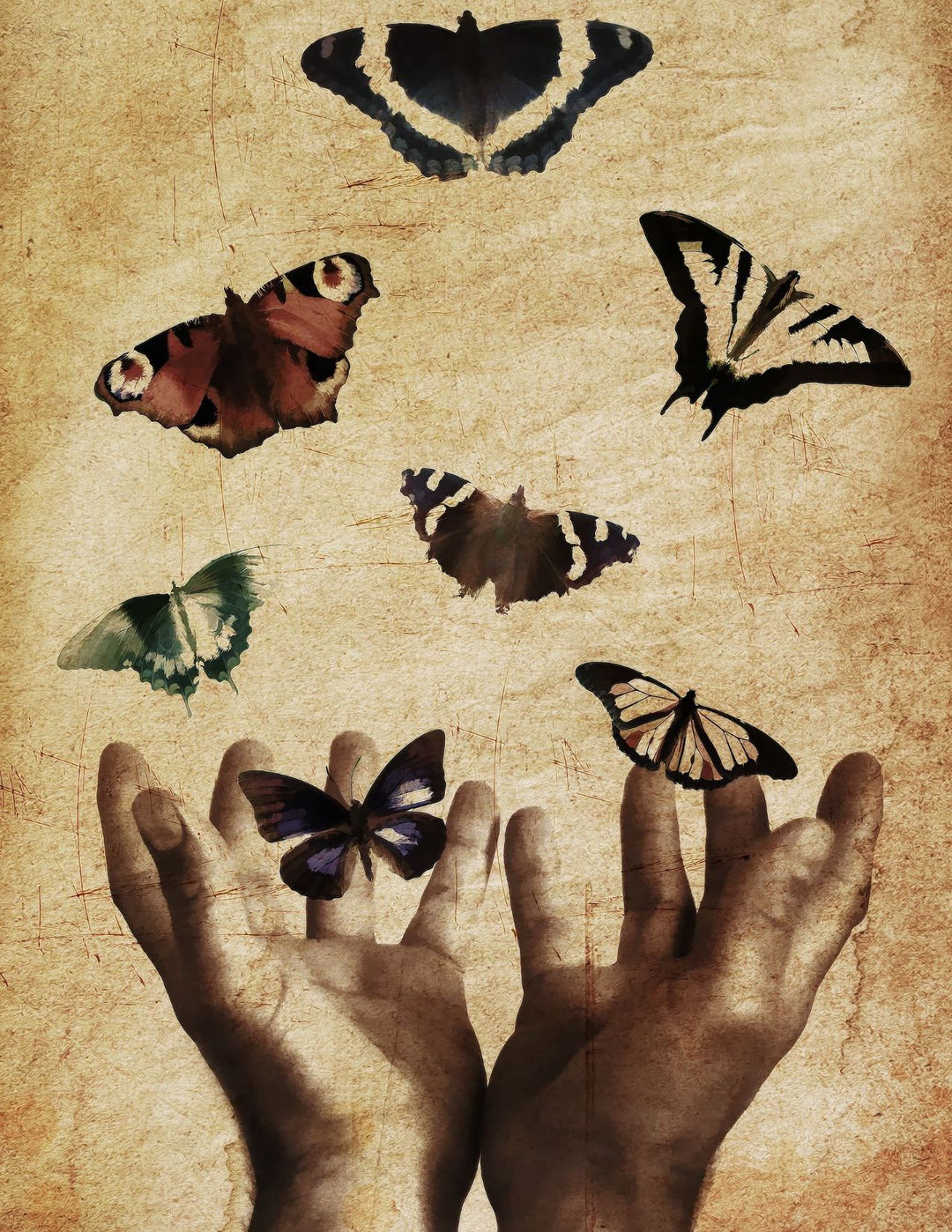 A pair of hands opens to the sky, releasing seven different types of butterly.