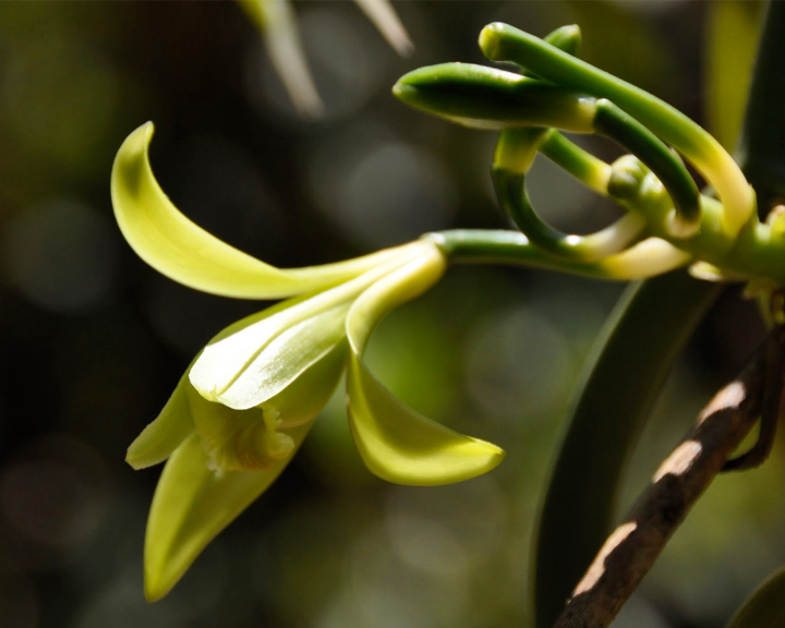 Photo of vegan protein snack ingredient of vanilla bean with flower.